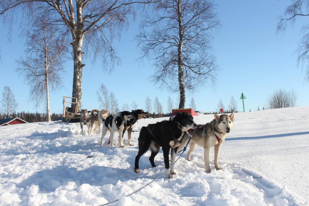 ホテル Nordic Lapland Frevisoeren Båtskärsnäs エクステリア 写真